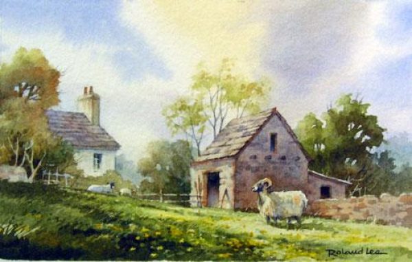 Yorkshire Sheep – Yorkshire Dales