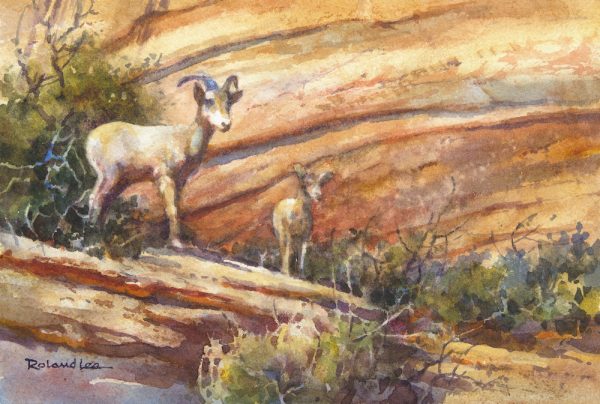 Bighorn Sheep at Zion