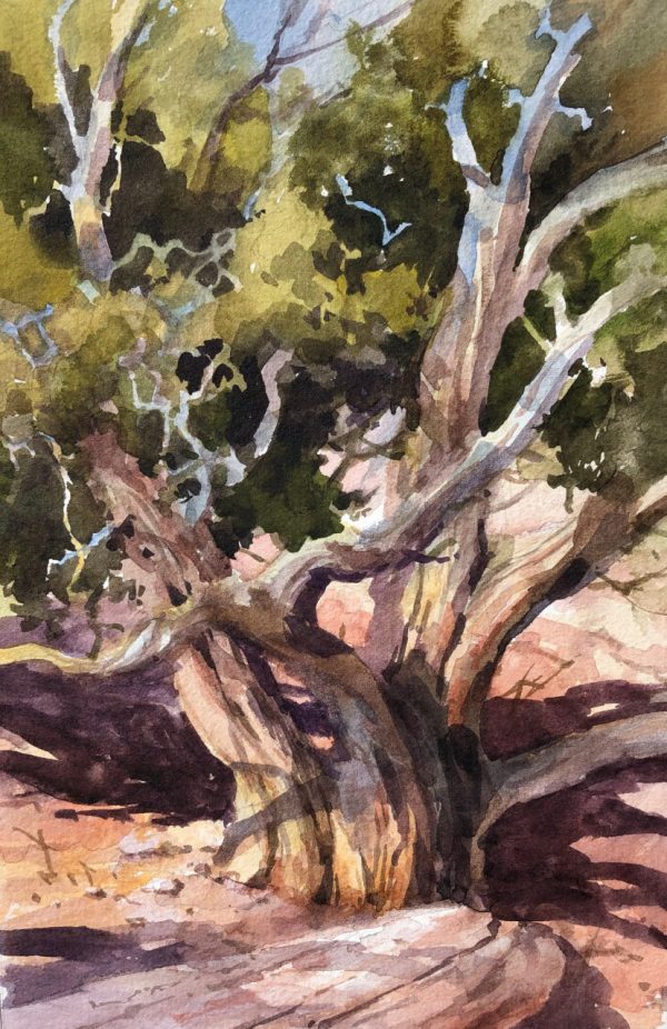 Capitol Reef Juniper